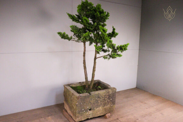 19th Century Sandstone Trough inc Large Juniper Bonsai Tree - WM12124