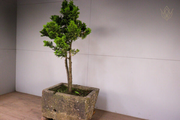 19th Century Sandstone Trough inc Large Juniper Bonsai Tree - WM12124 - Image 8