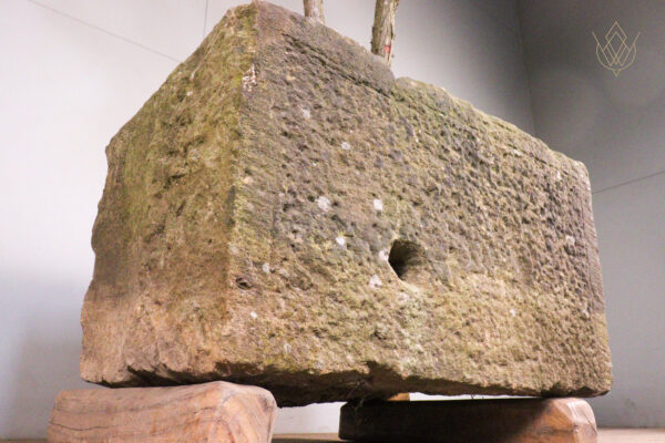 19th Century Sandstone Trough inc Large Juniper Bonsai Tree - WM12124 - Image 5
