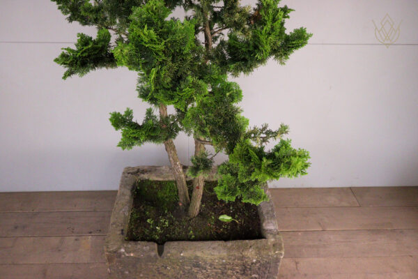 19th Century Sandstone Trough inc Large Juniper Bonsai Tree - WM12124 - Image 4