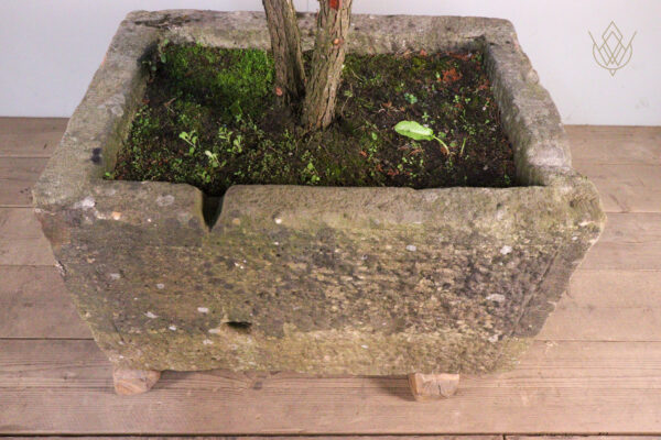 19th Century Sandstone Trough inc Large Juniper Bonsai Tree - WM12124 - Image 3