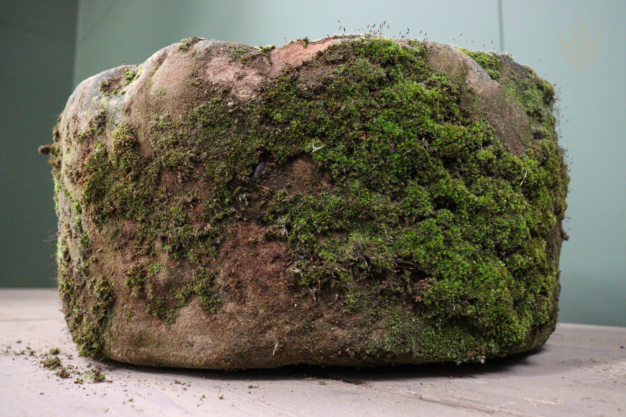 Round 18th Century Sandstone Pig Trough - WM12531 - Image 6